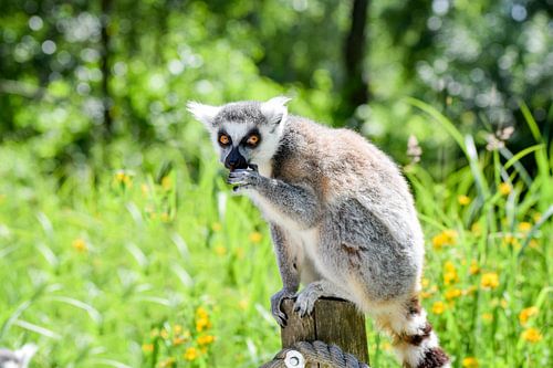 Snoepend ringstaartmaki op een zonnige dag