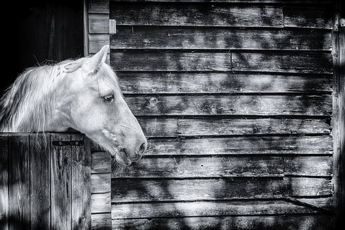 Cheval au soleil dans une écurie en bois