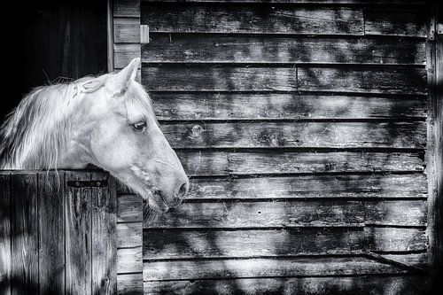 Paard in de zon in een houten stal