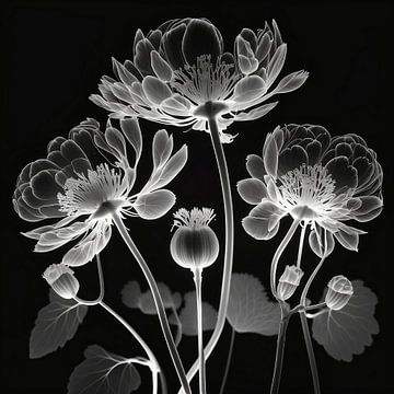 Monochrome Blumen 04 von Uncoloredx12
