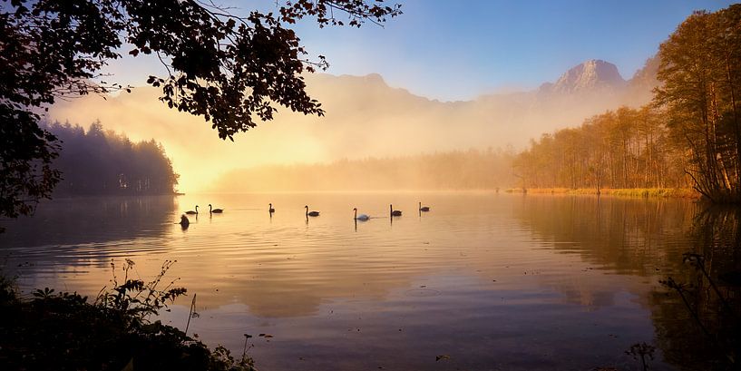 Schwanensee von Silvio Schoisswohl