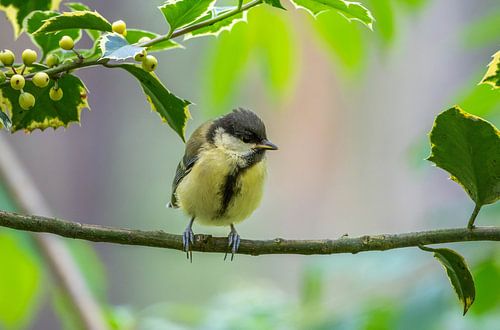 Tussen de blaadjes - Koolmeesje