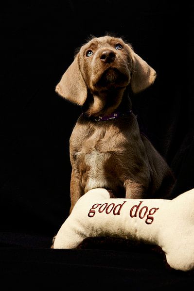 Good Dog par Mogi Hondenfotografie