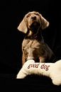 Good Dog von Mogi Hondenfotografie Miniaturansicht