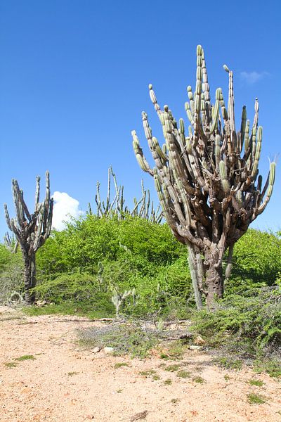 Cacti in Christoffelpark on Curacao by rene marcel originals