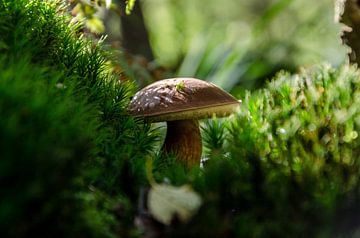 Paddenstoel in het groen by Richard van der Zwan