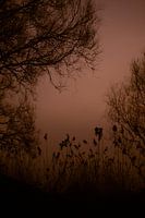 Entre les branches et la lueur du soir