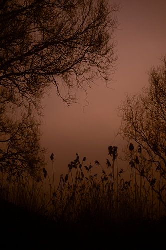 Tussen takken en avondgloed