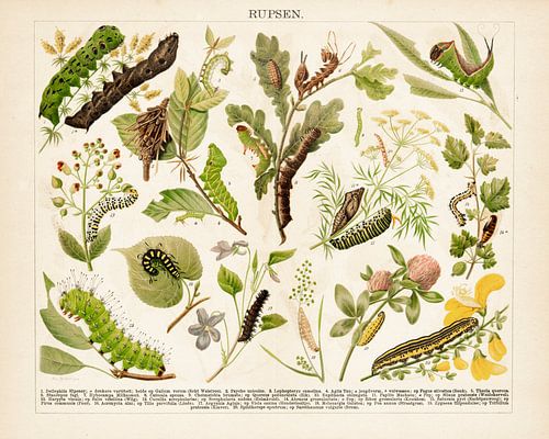 Antieke kleurenlitho met rupsen