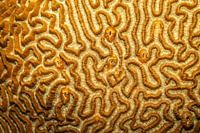 Brain coral, Mabul Island, Malaysia