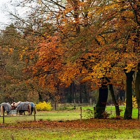 Der Uchelsebos in Herbstfarben von Daan Pleijsier