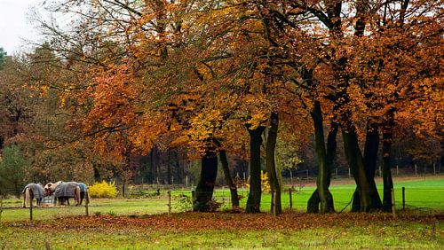 Der Uchelsebos in Herbstfarben