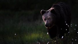 Baloe sur Alex Pansier