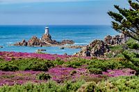 Küstenwanderung durch Heidekrautwiesen Corbiere-Leuchtturm Jersey, Kanalinseln