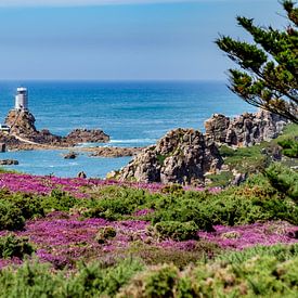 Küstenwanderung durch Heidekrautwiesen Corbiere-Leuchtturm Jersey, Kanalinseln von Emel Malms