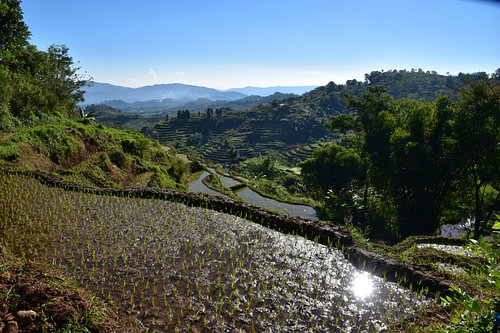 Rijstvelden op Flores, Indonesië 2