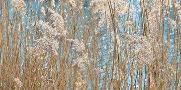Gouden grassen van Violetta Honkisz