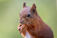 Eichhörnchen 2
