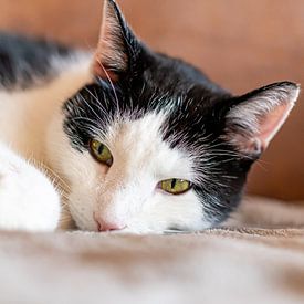 portrait en couleur d'un chat mâle en noir et blanc sur okkofoto