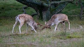 Animal photography - Bronzed fallow deer... by Bert v.d. Kraats Fotografie