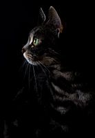 Focus