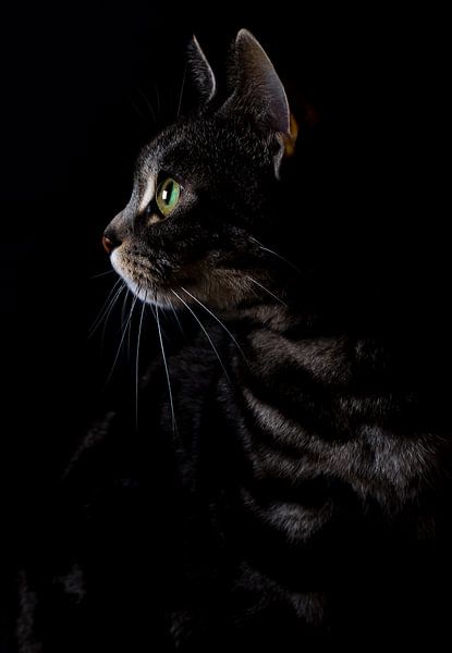 Focus by Maria Nevels