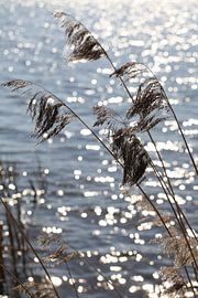 Riet sur Falko Follert