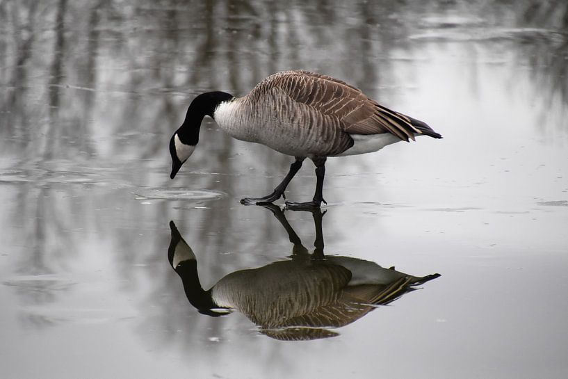 Canadese gans op het ijs van Susan Dekker