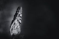 Come fly with me butterfly dark & moody van Sandra Hazes thumbnail