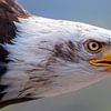 Weißkopfseeadler im Profil von Tanja Riedel