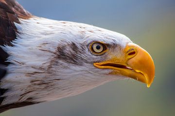 Weißkopfseeadler im Profil von Tanja Riedel