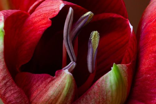 Aufkeimende Amaryllis