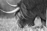 Highlander écossais