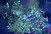 Blue Dream