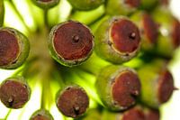 macro klimop knopjes