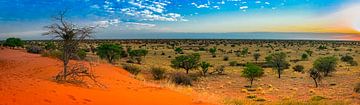 Vroege ochtend in de Kalahari woestijn, Namibië van Rietje Bulthuis