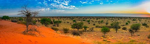 Vroege ochtend in de Kalahari woestijn, Namibië