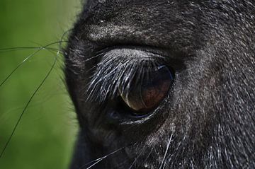 The eye of a friesian horse... van Albertha  de Vries