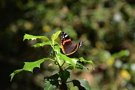 Butterfly in the sun by Michael van Eijk