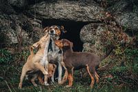 L'amour pour un chien errant de ses chiots