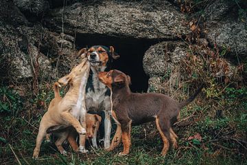 Die Liebe zu einem streunenden Hund von ihren pupies von Bart Hageman Photography