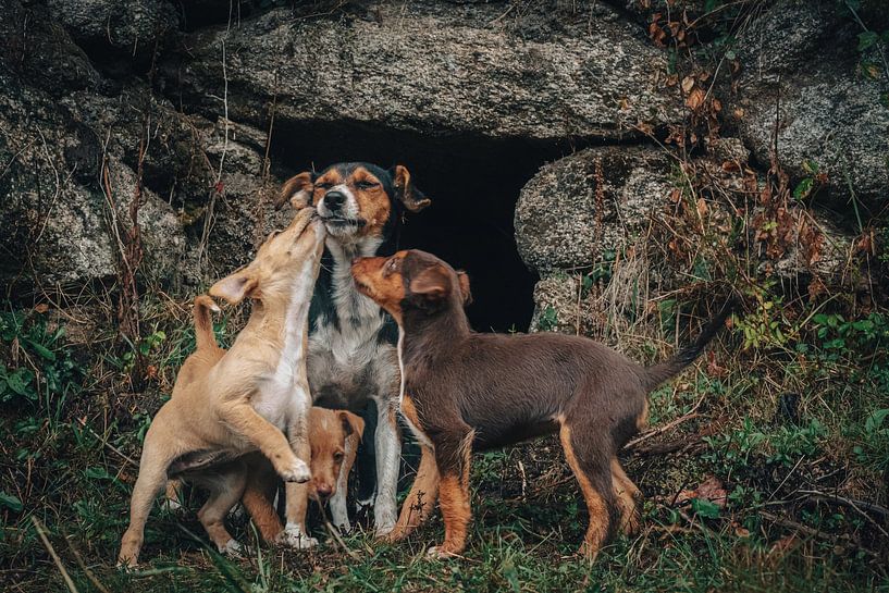 L'amour pour un chien errant de ses chiots par Bart Hageman Photography