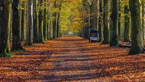 Herbst im Wald
