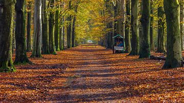 Herbst im Wald von Henk Meijer Photography