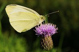 vlinder by Marijke Vriens