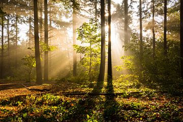 Sunny morning in het woods by Wim Byl