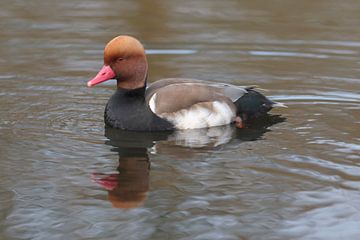 Krooneend (Netta rufina) van Ronald Pol