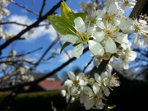 lente