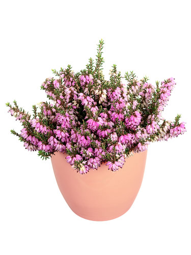 Fleurs de bruyère roses en pot sur fond blanc