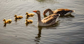 Eendenfamilie